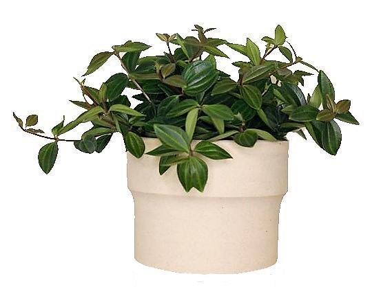 Green Leaf Peperomia , Peperomia Angulate - www.Greenie.ae Buy online Best and Healthy Plants and quality products guarantee in Dubai Plants Shop in Dubai Abu Dhabi all over UAE Plants near me Fresh Plants in Dubai where to buy plants in UAE - Greenie.ae