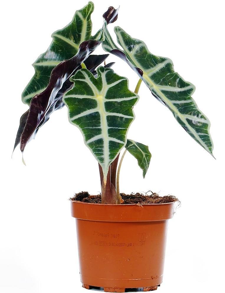 Alocasia Polly ,Elephant Ear, African Shield - www.Greenie.ae Buy online Best and Healthy Plants and quality products guarantee in Dubai Plants Shop in Dubai Abu Dhabi all over UAE Plants near me Fresh Plants in Dubai where to buy plants in UAE - Greenie.ae