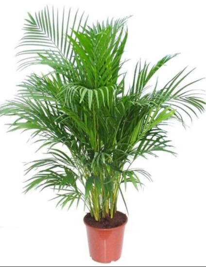 Areca Palm , Chrysalidocarpus lutescens (Indoor) - www.Greenie.ae Buy online Best and Healthy Plants and quality products guarantee in Dubai Plants Shop in Dubai Abu Dhabi all over UAE Plants near me Fresh Plants in Dubai where to buy plants in UAE - Greenie.ae