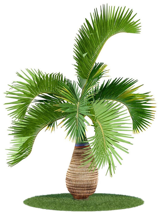 Bottle Palm, Hyophorbe Lagenicaulis - www.Greenie.ae Buy online Best and Healthy Plants and quality products guarantee in Dubai Plants Shop in Dubai Abu Dhabi all over UAE Plants near me Fresh Plants in Dubai where to buy plants in UAE - Greenie.ae