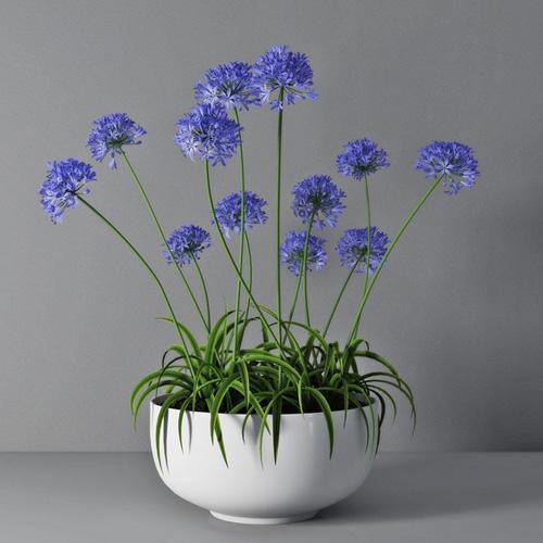 Agapanthus African, African Lily - www.Greenie.ae Buy online Best and Healthy Plants and quality products guarantee in Dubai Plants Shop in Dubai Abu Dhabi all over UAE Plants near me Fresh Plants in Dubai where to buy plants in UAE - Greenie.ae