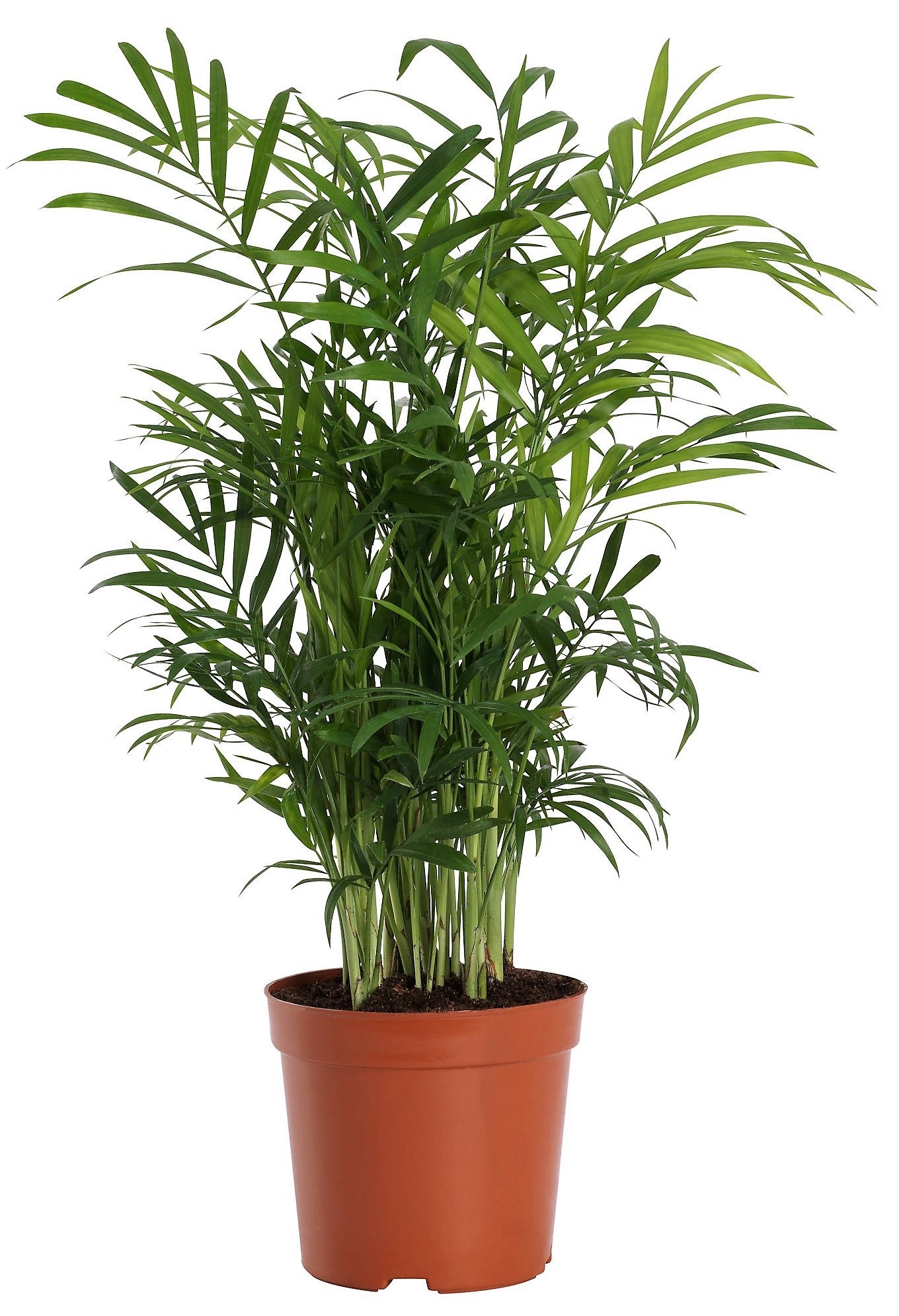 Parlour Palm, Bamboo Palm, Chamaedorea elegans - www.Greenie.ae Buy online Best and Healthy Plants and quality products guarantee in Dubai Plants Shop in Dubai Abu Dhabi all over UAE Plants near me Fresh Plants in Dubai where to buy plants in UAE - Greenie.ae