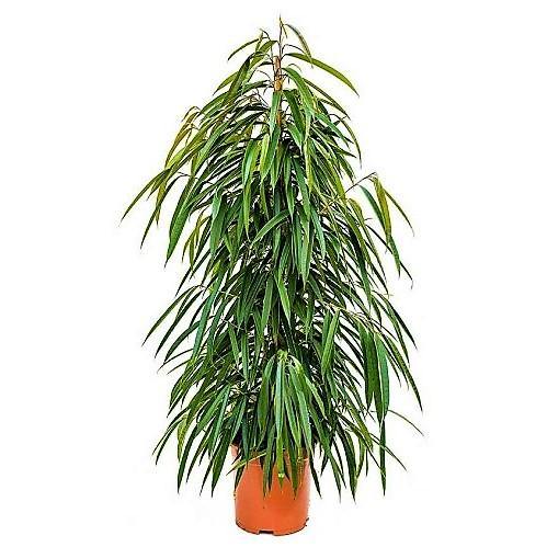 Ficus Amstel Queen - www.Greenie.ae Buy online Best and Healthy Plants and quality products guarantee in Dubai Plants Shop in Dubai Abu Dhabi all over UAE Plants near me Fresh Plants in Dubai where to buy plants in UAE - Greenie.ae