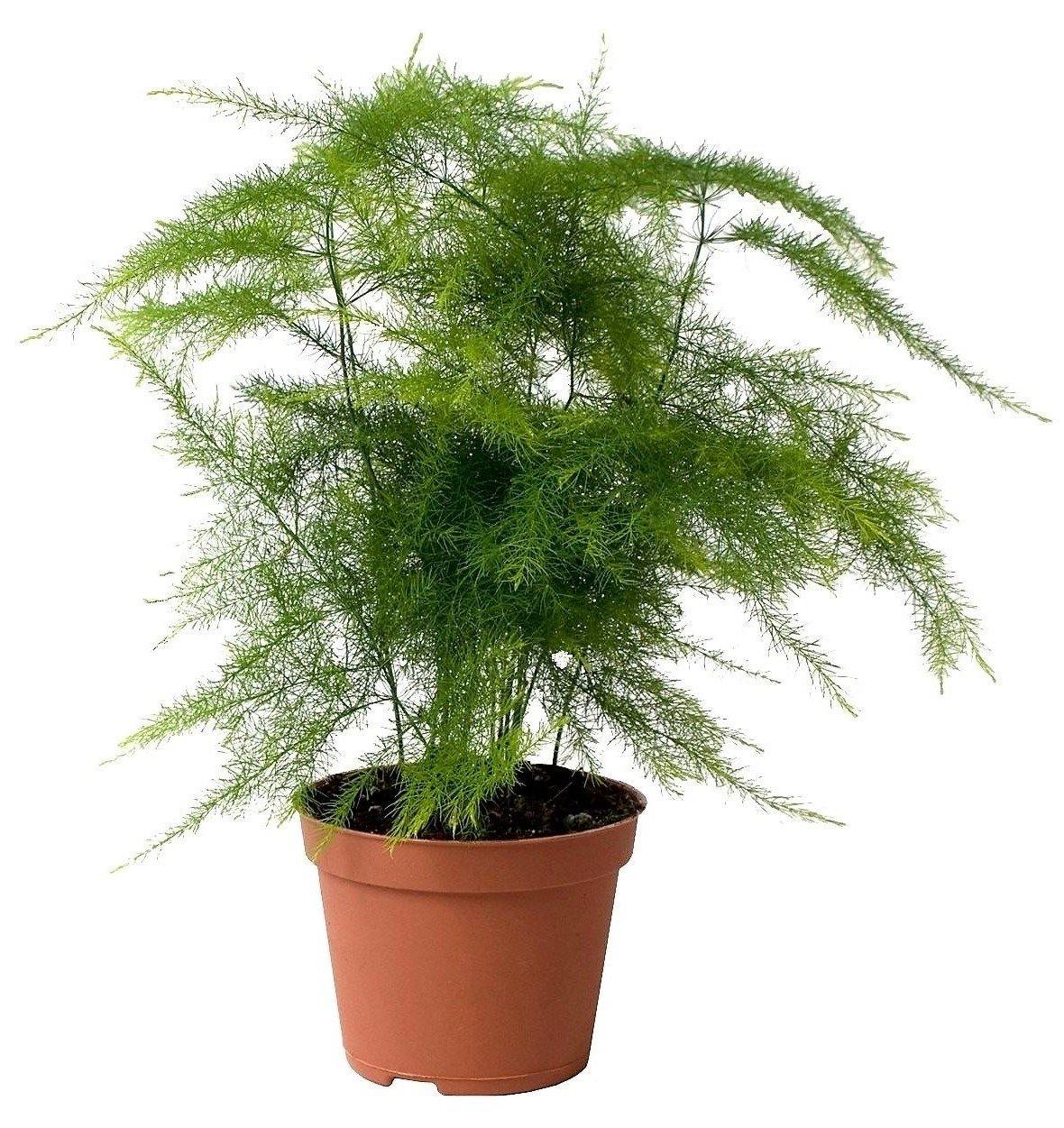 Asparagus Setaceus - www.Greenie.ae Buy online Best and Healthy Plants and quality products guarantee in Dubai Plants Shop in Dubai Abu Dhabi all over UAE Plants near me Fresh Plants in Dubai where to buy plants in UAE - Greenie.ae