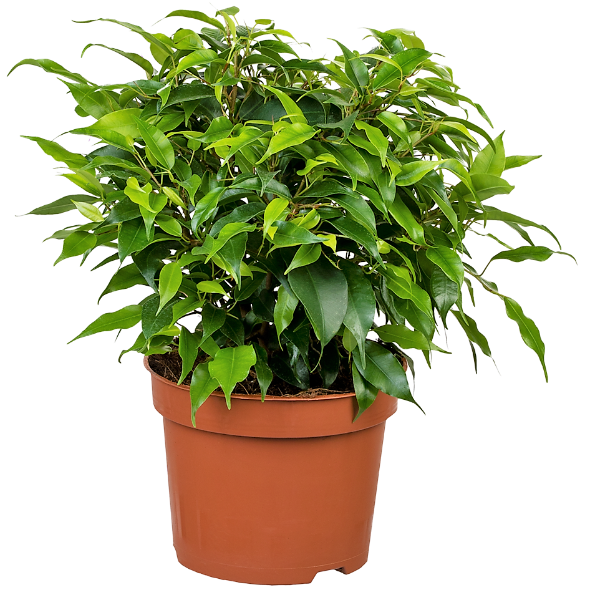 Ficus Benjamina, Kinky - www.Greenie.ae Buy online Best and Healthy Plants and quality products guarantee in Dubai Plants Shop in Dubai Abu Dhabi all over UAE Plants near me Fresh Plants in Dubai where to buy plants in UAE - Greenie.ae