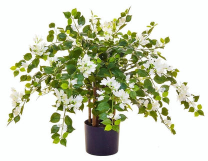 Bougainvillea Glabra White - www.Greenie.ae Buy online Best and Healthy Plants and quality products guarantee in Dubai Plants Shop in Dubai Abu Dhabi all over UAE Plants near me Fresh Plants in Dubai where to buy plants in UAE - Greenie.ae