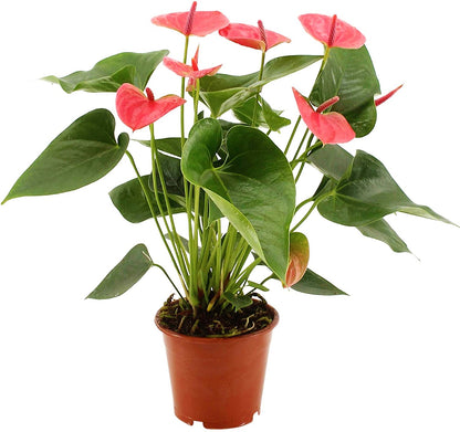 The Flamingo Flower, Anthurium, Andreanum - www.Greenie.ae Buy online Best and Healthy Plants and quality products guarantee in Dubai Plants Shop in Dubai Abu Dhabi all over UAE Plants near me Fresh Plants in Dubai where to buy plants in UAE - Greenie.ae