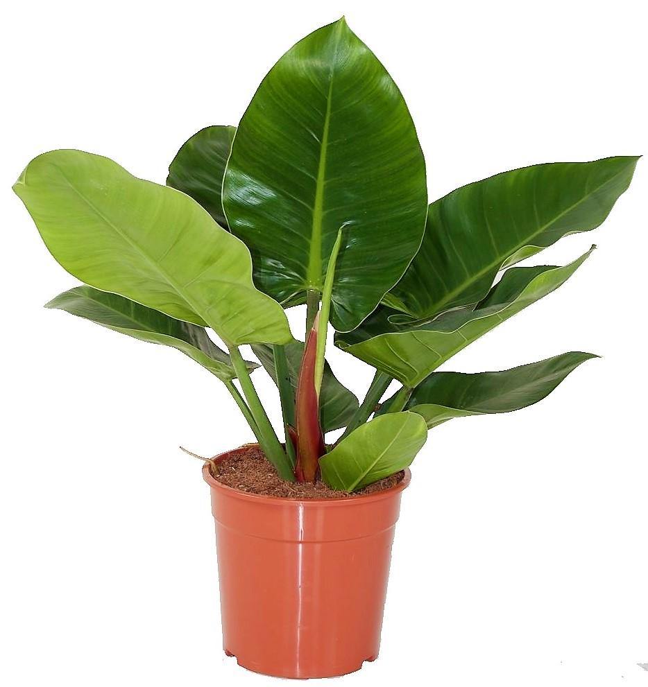 Philodendron Imperial Green - www.Greenie.ae Buy online Best and Healthy Plants and quality products guarantee in Dubai Plants Shop in Dubai Abu Dhabi all over UAE Plants near me Fresh Plants in Dubai where to buy plants in UAE - Greenie.ae