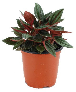 Peperomia Caperata - www.Greenie.ae Buy online Best and Healthy Plants and quality products guarantee in Dubai Plants Shop in Dubai Abu Dhabi all over UAE Plants near me Fresh Plants in Dubai where to buy plants in UAE - Greenie.ae