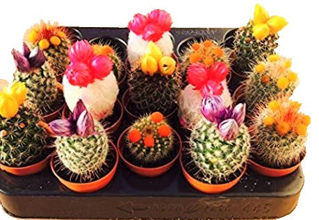 Ornamental Cactus Small - www.Greenie.ae Buy online Best and Healthy Plants and quality products guarantee in Dubai Plants Shop in Dubai Abu Dhabi all over UAE Plants near me Fresh Plants in Dubai where to buy plants in UAE - Greenie.ae