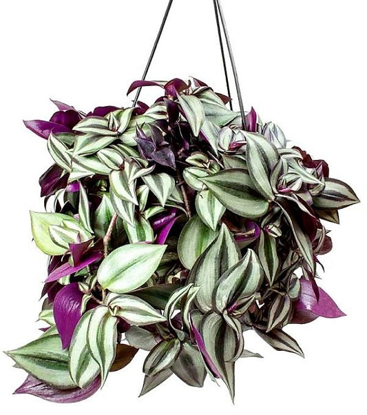 Tradescantia zebrina , Wandering Jew - www.Greenie.ae Buy online Best and Healthy Plants and quality products guarantee in Dubai Plants Shop in Dubai Abu Dhabi all over UAE Plants near me Fresh Plants in Dubai where to buy plants in UAE - Greenie.ae