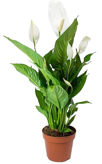 Peace Lily, Spathiphyllum - www.Greenie.ae Buy online Best and Healthy Plants and quality products guarantee in Dubai Plants Shop in Dubai Abu Dhabi all over UAE Plants near me Fresh Plants in Dubai where to buy plants in UAE - Greenie.ae