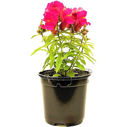 Antirrhium Majus, Snapdragon, Antirrhinum (small) - www.Greenie.ae Buy online Best and Healthy Plants and quality products guarantee in Dubai Plants Shop in Dubai Abu Dhabi all over UAE Plants near me Fresh Plants in Dubai where to buy plants in UAE - Greenie.ae