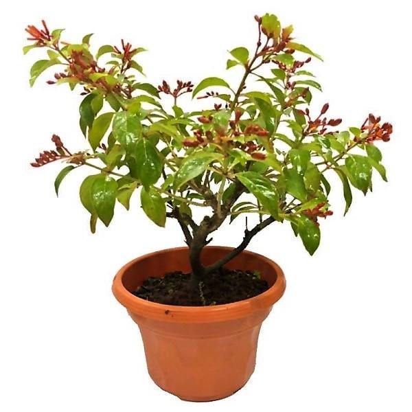 Fire Bush, Hamelia Patens - www.Greenie.ae Buy online Best and Healthy Plants and quality products guarantee in Dubai Plants Shop in Dubai Abu Dhabi all over UAE Plants near me Fresh Plants in Dubai where to buy plants in UAE - Greenie.ae