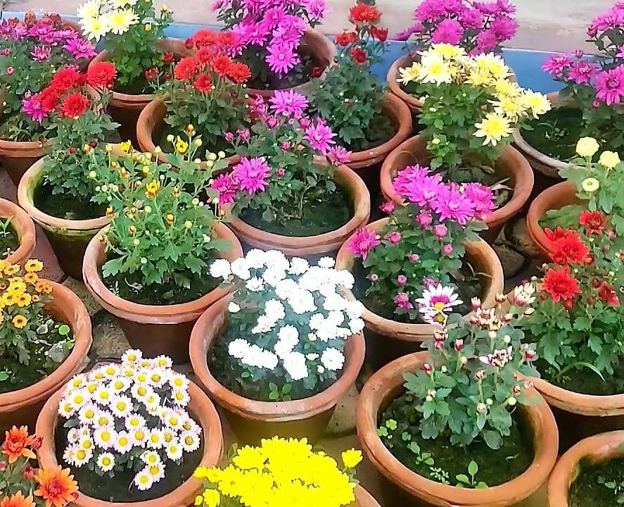 Garden plants store near me