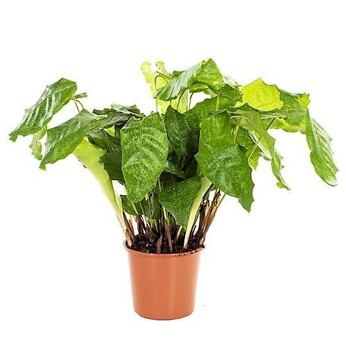 Calathea Mosaica, Network - www.Greenie.ae Buy online Best and Healthy Plants and quality products guarantee in Dubai Plants Shop in Dubai Abu Dhabi all over UAE Plants near me Fresh Plants in Dubai where to buy plants in UAE - Greenie.ae