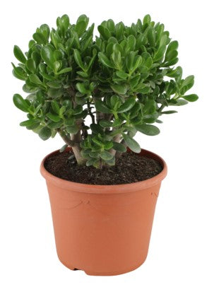 Money Tree, Crassula ovata, Dollar Plant, Jade Plant, Jade Tree - www.Greenie.ae Buy online Best and Healthy Plants and quality products guarantee in Dubai Plants Shop in Dubai Abu Dhabi all over UAE Plants near me Fresh Plants in Dubai where to buy plants in UAE - Greenie.ae