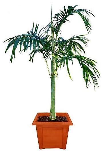 Carpentaria Palm, Carpentaria Acuminata - www.Greenie.ae Buy online Best and Healthy Plants and quality products guarantee in Dubai Plants Shop in Dubai Abu Dhabi all over UAE Plants near me Fresh Plants in Dubai where to buy plants in UAE - Greenie.ae