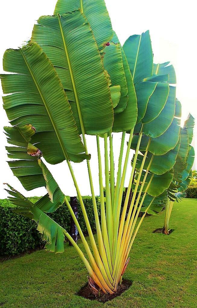 Ravenala Madagascariensis, Traveller’s Palm - www.Greenie.ae Buy online Best and Healthy Plants and quality products guarantee in Dubai Plants Shop in Dubai Abu Dhabi all over UAE Plants near me Fresh Plants in Dubai where to buy plants in UAE - Greenie.ae