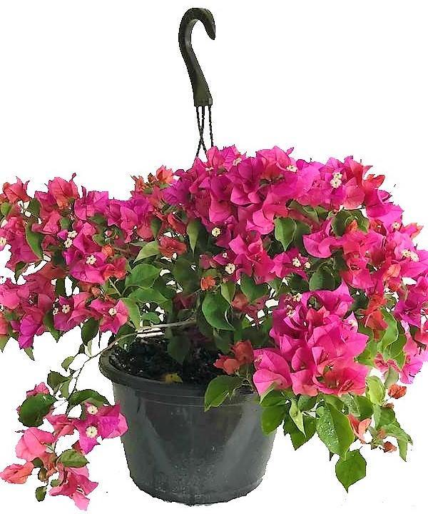 Bougainvillea Pink Pixie - www.Greenie.ae Buy online Best and Healthy Plants and quality products guarantee in Dubai Plants Shop in Dubai Abu Dhabi all over UAE Plants near me Fresh Plants in Dubai where to buy plants in UAE - Greenie.ae