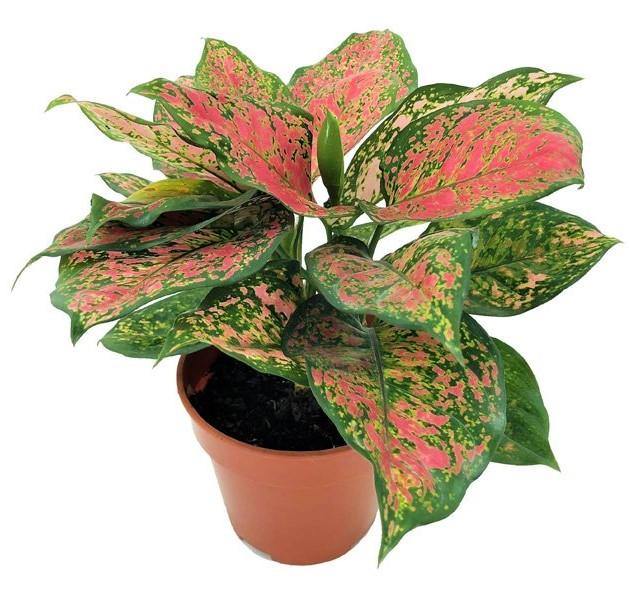 Aglonema sp, Lady Valentine - www.Greenie.ae Buy online Best and Healthy Plants and quality products guarantee in Dubai Plants Shop in Dubai Abu Dhabi all over UAE Plants near me Fresh Plants in Dubai where to buy plants in UAE - Greenie.ae