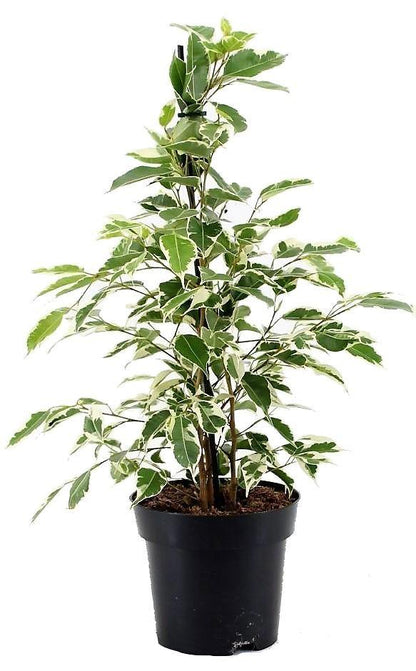 Ficus Benjamina, Twilight - www.Greenie.ae Buy online Best and Healthy Plants and quality products guarantee in Dubai Plants Shop in Dubai Abu Dhabi all over UAE Plants near me Fresh Plants in Dubai where to buy plants in UAE - Greenie.ae