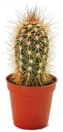 Pachy Cactus - www.Greenie.ae Buy online Best and Healthy Plants and quality products guarantee in Dubai Plants Shop in Dubai Abu Dhabi all over UAE Plants near me Fresh Plants in Dubai where to buy plants in UAE - Greenie.ae