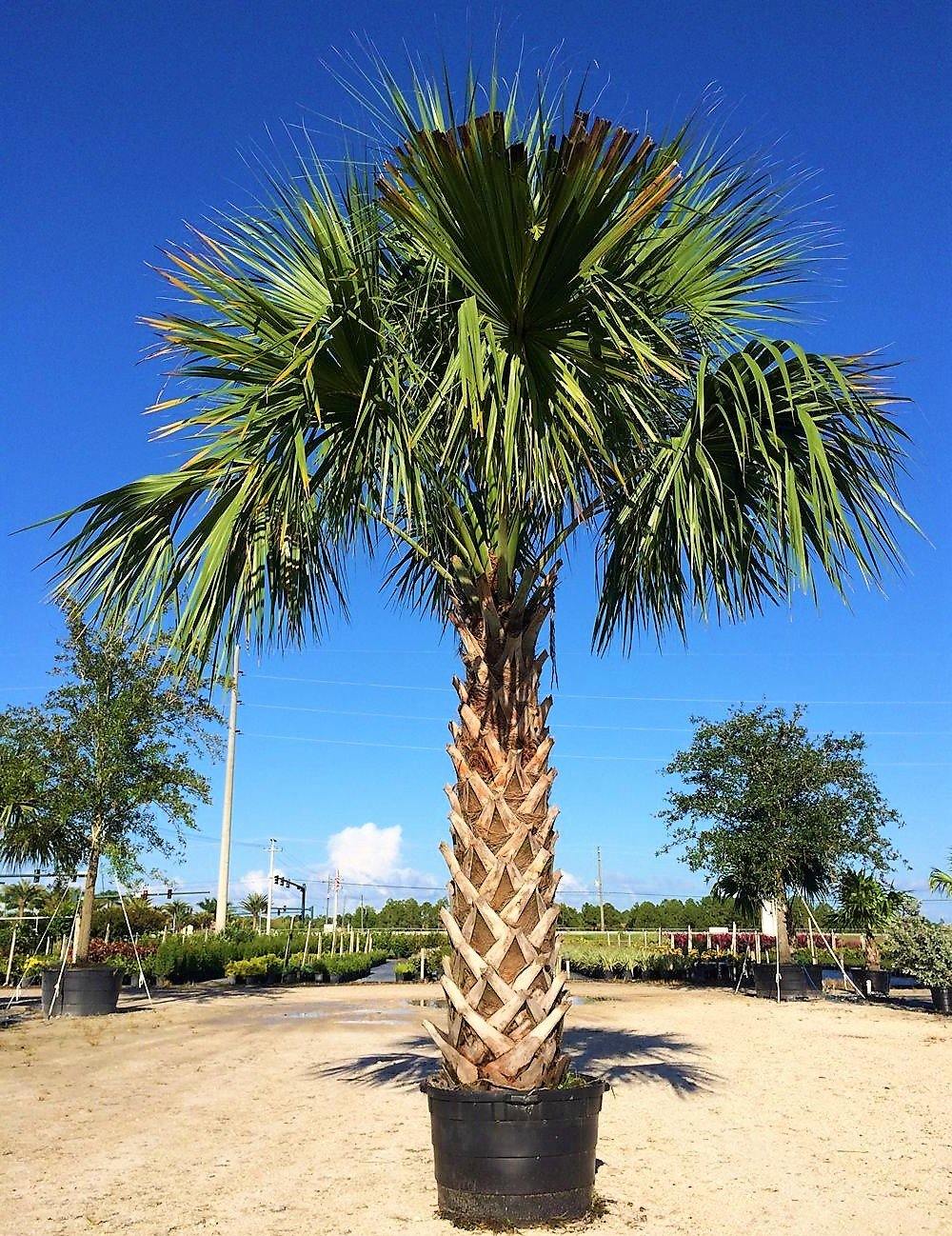 Sabal Palm, Sabal palmetto, Cabbage Palmetto, Carolina Palmetto - www.Greenie.ae Buy online Best and Healthy Plants and quality products guarantee in Dubai Plants Shop in Dubai Abu Dhabi all over UAE Plants near me Fresh Plants in Dubai where to buy plants in UAE - Greenie.ae