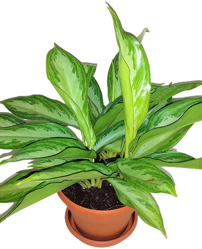 Aglaonema “Silver Queen” Chinese Evergreen Plant - www.Greenie.ae Buy online Best and Healthy Plants and quality products guarantee in Dubai Plants Shop in Dubai Abu Dhabi all over UAE Plants near me Fresh Plants in Dubai where to buy plants in UAE - Greenie.ae