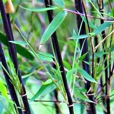 Bambus Green, Tropical Bamboo - www.Greenie.ae Buy online Best and Healthy Plants and quality products guarantee in Dubai Plants Shop in Dubai Abu Dhabi all over UAE Plants near me Fresh Plants in Dubai where to buy plants in UAE - Greenie.ae