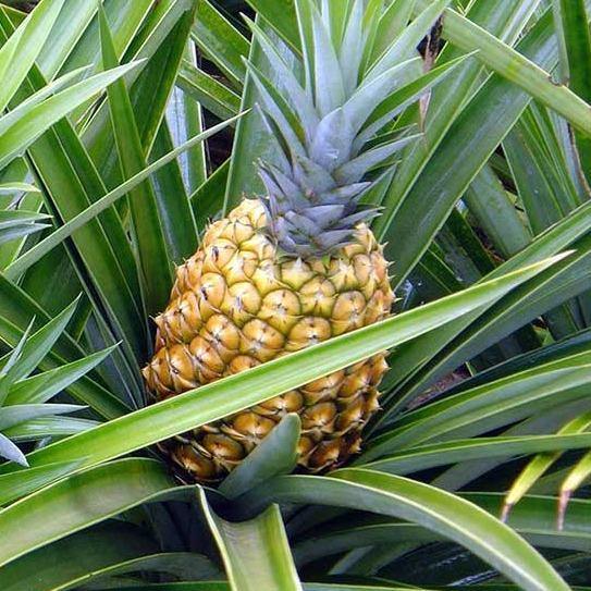 Pineapple, Ananas Comosus - www.Greenie.ae Buy online Best and Healthy Plants and quality products guarantee in Dubai Plants Shop in Dubai Abu Dhabi all over UAE Plants near me Fresh Plants in Dubai where to buy plants in UAE - Greenie.ae