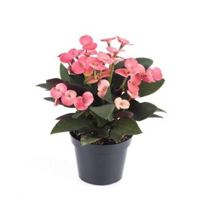 Euphorbia Milii, Crown Of Thorns - www.Greenie.ae Buy online Best and Healthy Plants and quality products guarantee in Dubai Plants Shop in Dubai Abu Dhabi all over UAE Plants near me Fresh Plants in Dubai where to buy plants in UAE - Greenie.ae