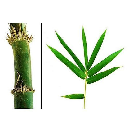 Bambusa vulgaris, Common Bamboo - www.Greenie.ae Buy online Best and Healthy Plants and quality products guarantee in Dubai Plants Shop in Dubai Abu Dhabi all over UAE Plants near me Fresh Plants in Dubai where to buy plants in UAE - Greenie.ae