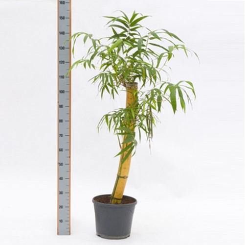 Bambusa vulgaris, Common Bamboo - www.Greenie.ae Buy online Best and Healthy Plants and quality products guarantee in Dubai Plants Shop in Dubai Abu Dhabi all over UAE Plants near me Fresh Plants in Dubai where to buy plants in UAE - Greenie.ae