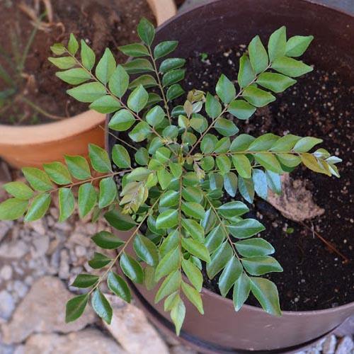 Curry Leaves, Kadi Patta - www.Greenie.ae Buy online Best and Healthy Plants and quality products guarantee in Dubai Plants Shop in Dubai Abu Dhabi all over UAE Plants near me Fresh Plants in Dubai where to buy plants in UAE - Greenie.ae