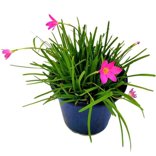 Rain Lily, Zephyr Lily, Zephyranthes Grandiflora, Lilly - www.Greenie.ae Buy online Best and Healthy Plants and quality products guarantee in Dubai Plants Shop in Dubai Abu Dhabi all over UAE Plants near me Fresh Plants in Dubai where to buy plants in UAE - Greenie.ae