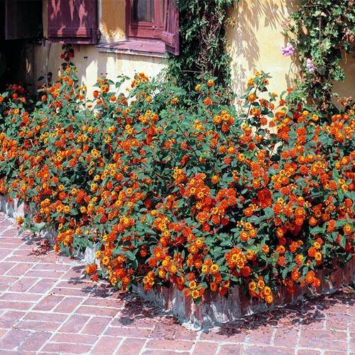 Lantana Camara, Red Sage - www.Greenie.ae Buy online Best and Healthy Plants and quality products guarantee in Dubai Plants Shop in Dubai Abu Dhabi all over UAE Plants near me Fresh Plants in Dubai where to buy plants in UAE - Greenie.ae