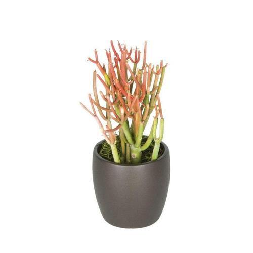 Euphorbia Tirucalli, Pencil Cactus - www.Greenie.ae Buy online Best and Healthy Plants and quality products guarantee in Dubai Plants Shop in Dubai Abu Dhabi all over UAE Plants near me Fresh Plants in Dubai where to buy plants in UAE - Greenie.ae