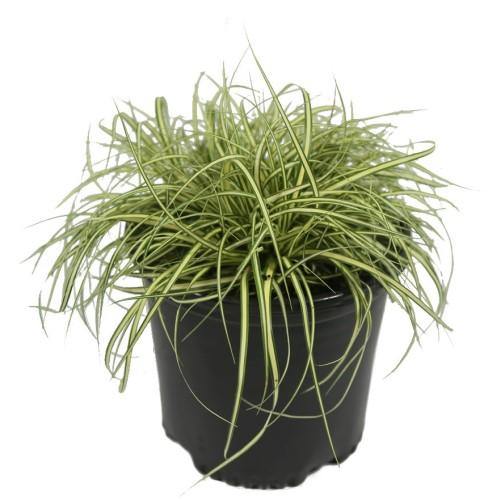 Carex Hachjioensis, EverGold - www.Greenie.ae Buy online Best and Healthy Plants and quality products guarantee in Dubai Plants Shop in Dubai Abu Dhabi all over UAE Plants near me Fresh Plants in Dubai where to buy plants in UAE - Greenie.ae