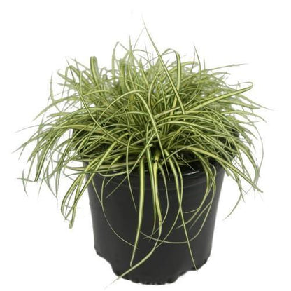 Carex Hachjioensis, EverGold - www.Greenie.ae Buy online Best and Healthy Plants and quality products guarantee in Dubai Plants Shop in Dubai Abu Dhabi all over UAE Plants near me Fresh Plants in Dubai where to buy plants in UAE - Greenie.ae