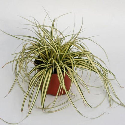 Carex Hachjioensis, EverGold - www.Greenie.ae Buy online Best and Healthy Plants and quality products guarantee in Dubai Plants Shop in Dubai Abu Dhabi all over UAE Plants near me Fresh Plants in Dubai where to buy plants in UAE - Greenie.ae