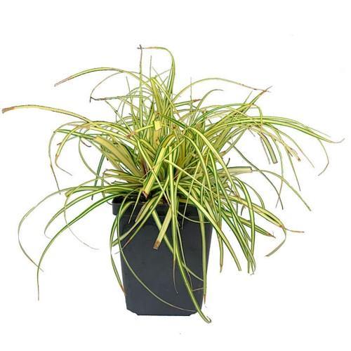 Carex Hachjioensis, EverGold - www.Greenie.ae Buy online Best and Healthy Plants and quality products guarantee in Dubai Plants Shop in Dubai Abu Dhabi all over UAE Plants near me Fresh Plants in Dubai where to buy plants in UAE - Greenie.ae