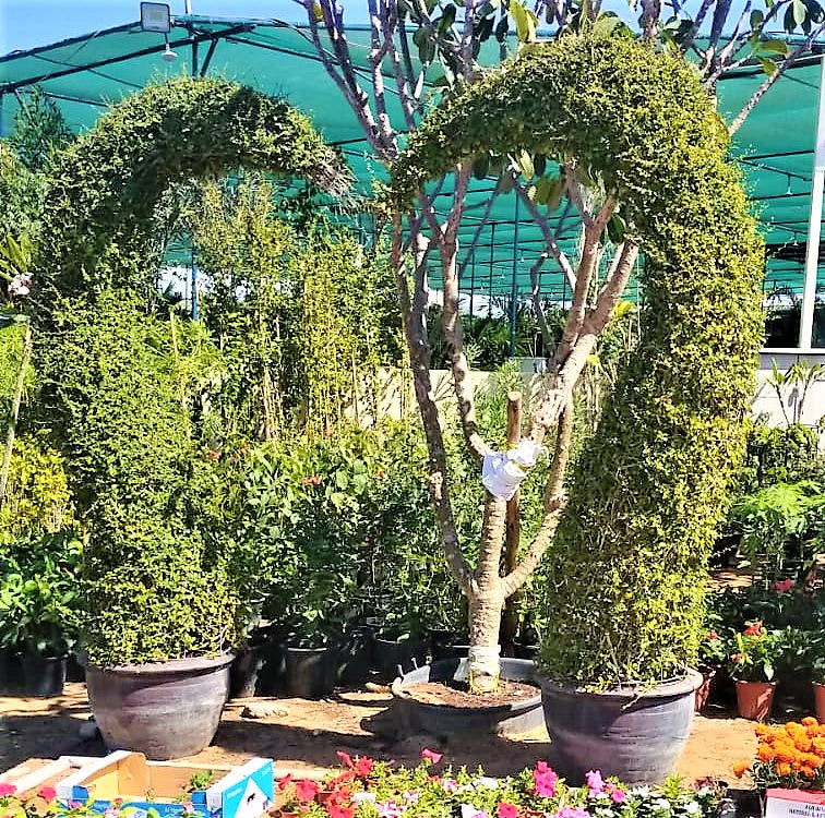 Ehretia Big (Different Shapes) - www.Greenie.ae Buy online Best and Healthy Plants and quality products guarantee in Dubai Plants Shop in Dubai Abu Dhabi all over UAE Plants near me Fresh Plants in Dubai where to buy plants in UAE - Greenie.ae