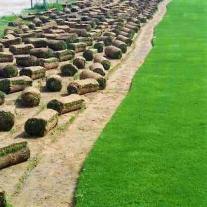 Natural Carpet Grass, Paspalium vaginatum - www.Greenie.ae Buy online Best and Healthy Plants and quality products guarantee in Dubai Plants Shop in Dubai Abu Dhabi all over UAE Plants near me Fresh Plants in Dubai where to buy plants in UAE - Greenie.ae