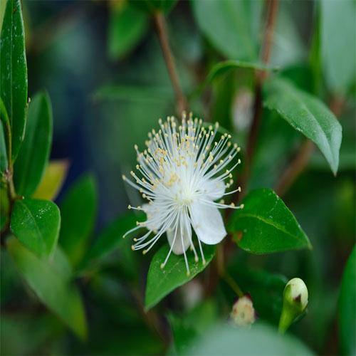 ‎Myrtle, Myrtus Communis - www.Greenie.ae Buy online Best and Healthy Plants and quality products guarantee in Dubai Plants Shop in Dubai Abu Dhabi all over UAE Plants near me Fresh Plants in Dubai where to buy plants in UAE - Greenie.ae