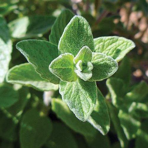 Zaatar Herb Thyme - www.Greenie.ae Buy online Best and Healthy Plants and quality products guarantee in Dubai Plants Shop in Dubai Abu Dhabi all over UAE Plants near me Fresh Plants in Dubai where to buy plants in UAE - Greenie.ae