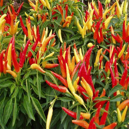 Ornamental Pepper Plant - www.Greenie.ae Buy online Best and Healthy Plants and quality products guarantee in Dubai Plants Shop in Dubai Abu Dhabi all over UAE Plants near me Fresh Plants in Dubai where to buy plants in UAE - Greenie.ae