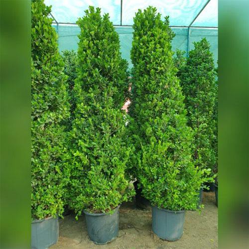 Ficus Diversifolia Cone Shape - www.Greenie.ae Buy online Best and Healthy Plants and quality products guarantee in Dubai Plants Shop in Dubai Abu Dhabi all over UAE Plants near me Fresh Plants in Dubai where to buy plants in UAE - Greenie.ae