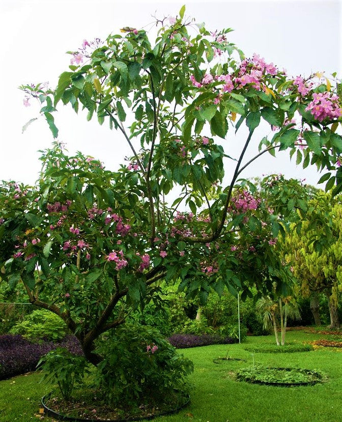 Trumpet Tree, Tabebuia pentaphylla, Tabebuia Rosea - www.Greenie.ae Buy online Best and Healthy Plants and quality products guarantee in Dubai Plants Shop in Dubai Abu Dhabi all over UAE Plants near me Fresh Plants in Dubai where to buy plants in UAE - Greenie.ae