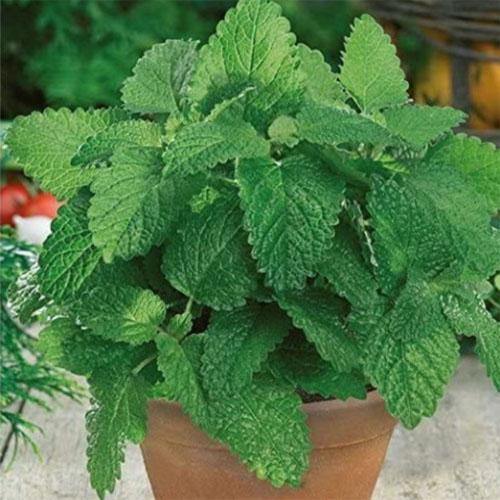 Melissa, Balm Mint - www.Greenie.ae Buy online Best and Healthy Plants and quality products guarantee in Dubai Plants Shop in Dubai Abu Dhabi all over UAE Plants near me Fresh Plants in Dubai where to buy plants in UAE - Greenie.ae